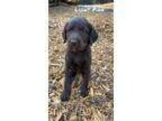 Labradoodle Puppy for sale in Pioneer, CA, USA