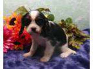 Cavalier King Charles Spaniel Puppy for sale in Ephrata, PA, USA