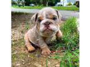 Bulldog Puppy for sale in New Hampton, NY, USA