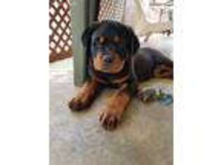 Rottweiler Puppy for sale in Creston, OH, USA