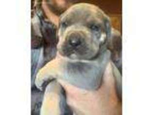 Cane Corso Puppy for sale in Ponca City, OK, USA