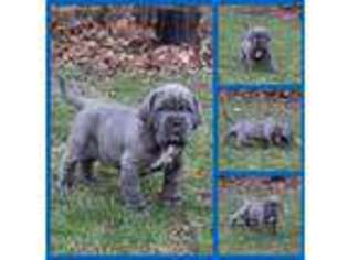 Neapolitan Mastiff Puppy for sale in Bloomdale, OH, USA