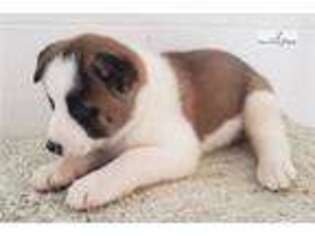 Akita Puppy for sale in Dayton, OH, USA