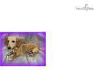 Dachshund Puppy for sale in Salina, KS, USA