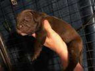 Mastiff Puppy for sale in Winchendon, MA, USA