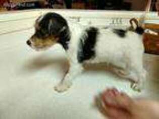 Jack Russell Terrier Puppy for sale in Keysville, VA, USA