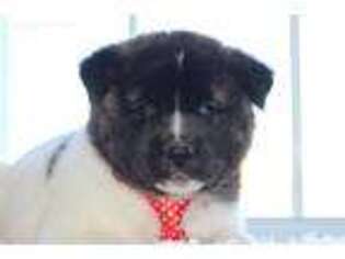 Akita Puppy for sale in Massillon, OH, USA