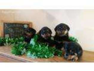Rottweiler Puppy for sale in Hughesville, MO, USA