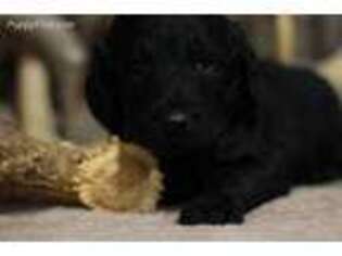 Labradoodle Puppy for sale in Hinton, OK, USA
