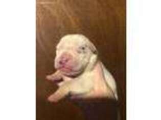 Alapaha Blue Blood Bulldog Puppy for sale in Danville, PA, USA