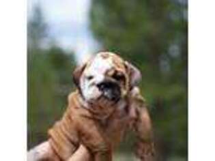 Olde English Bulldogge Puppy for sale in South Lake Tahoe, CA, USA