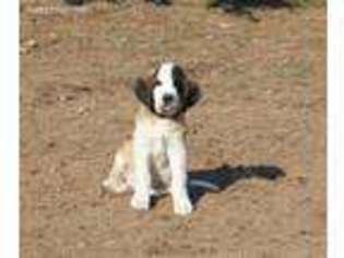 Saint Bernard Puppy for sale in Graham, WA, USA