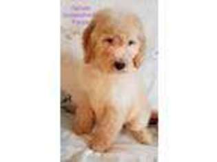 Goldendoodle Puppy for sale in Middle Village, NY, USA