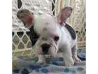 French Bulldog Puppy for sale in Rhome, TX, USA