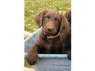 Labradoodle Puppy for sale in Rexburg, ID, USA