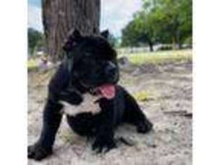 Mutt Puppy for sale in Fayetteville, NC, USA