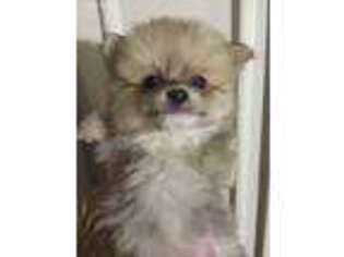 Pomeranian Puppy for sale in Wooster, OH, USA