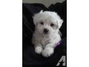 Bichon Frise Puppy for sale in FORT LAUDERDALE, FL, USA