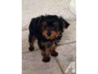 Yorkshire Terrier Puppy for sale in SUSANVILLE, CA, USA