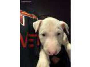 Bull Terrier Puppy for sale in Memphis, TN, USA