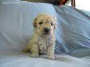 Labradoodle Puppy for sale in Hammond, WI, USA