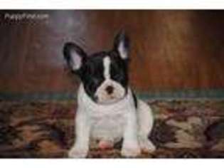 French Bulldog Puppy for sale in Valley, AL, USA