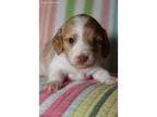 Dachshund Puppy for sale in Gadsden, AL, USA