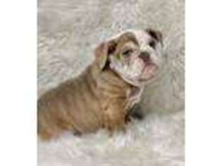 Bulldog Puppy for sale in Lucerne Valley, CA, USA