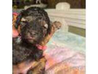 Mutt Puppy for sale in Cartersville, GA, USA