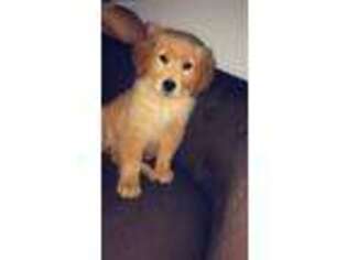 Golden Retriever Puppy for sale in Bronx, NY, USA