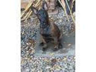 Dutch Shepherd Dog Puppy for sale in Galway, NY, USA