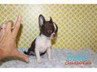 Chihuahua Puppy for sale in Alvin, TX, USA