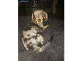 Dachshund Puppy for sale in Chesapeake, VA, USA