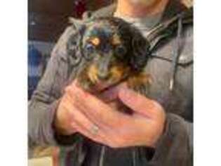 Dachshund Puppy for sale in Beulah, CO, USA