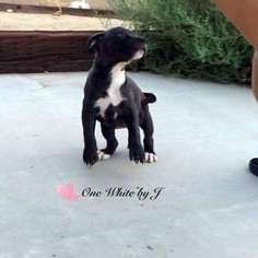 American Pit Bull Terrier Puppy for sale in Los Angeles, CA, USA