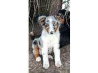 Australian Shepherd Puppy for sale in Royse City, TX, USA