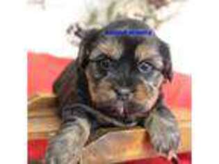 Shorkie Tzu Puppy for sale in Rock Rapids, IA, USA