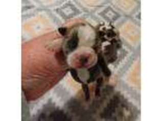 Boston Terrier Puppy for sale in Spanaway, WA, USA