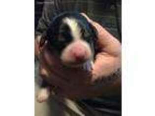 Bernese Mountain Dog Puppy for sale in Ravenna, OH, USA