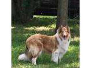 Collie Puppy for sale in Smithsburg, MD, USA