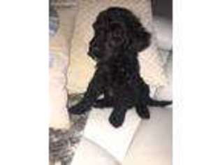 Labradoodle Puppy for sale in Austin, TX, USA