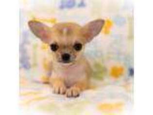 Chihuahua Puppy for sale in Saint Louis, MO, USA