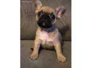 French Bulldog Puppy for sale in Fayetteville, NC, USA