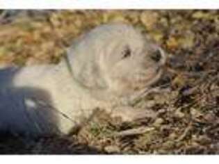 Mutt Puppy for sale in Darrouzett, TX, USA