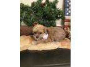 Mutt Puppy for sale in Henderson, NC, USA