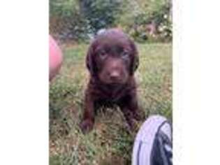 Labradoodle Puppy for sale in Connellsville, PA, USA