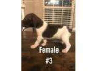 German Shorthaired Pointer Puppy for sale in Groesbeck, TX, USA