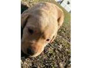 Labrador Retriever Puppy for sale in Vossburg, MS, USA