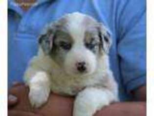 Australian Shepherd Puppy for sale in Spencerville, IN, USA