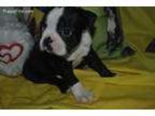 Boston Terrier Puppy for sale in Hialeah, FL, USA